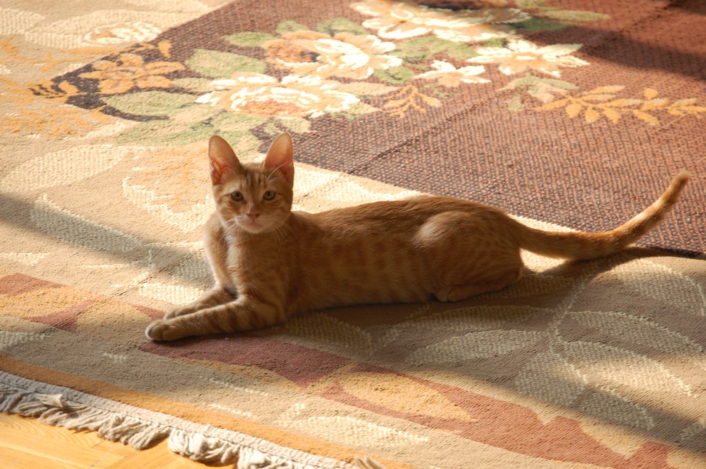 Life with Snefru: My Rescue Cat from&nbsp;Egypt